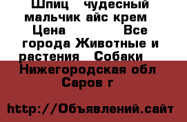 Шпиц - чудесный мальчик айс-крем › Цена ­ 20 000 - Все города Животные и растения » Собаки   . Нижегородская обл.,Саров г.